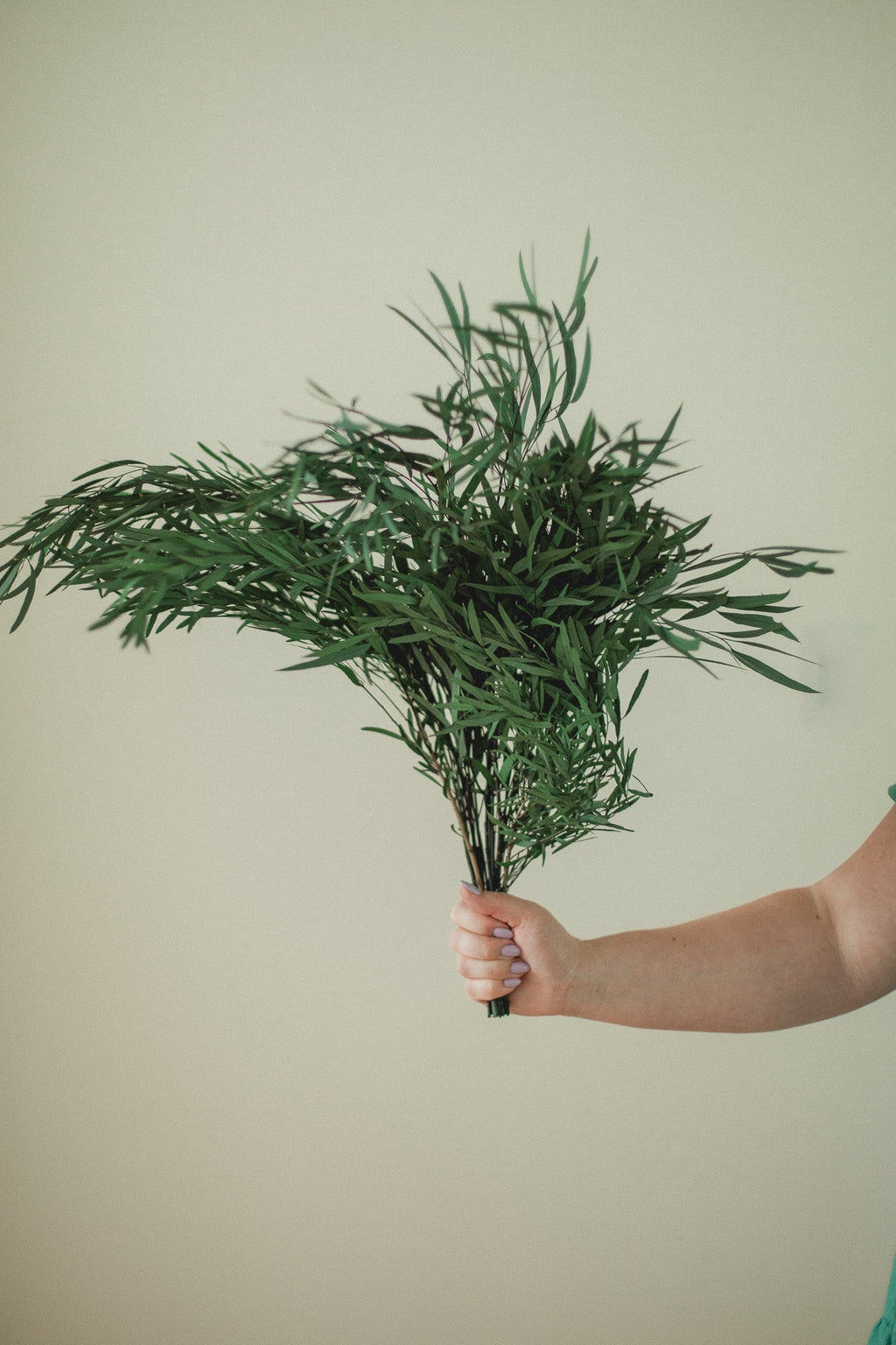 Italian Willow