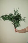 Italian Willow