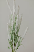 Amaranth Flowers