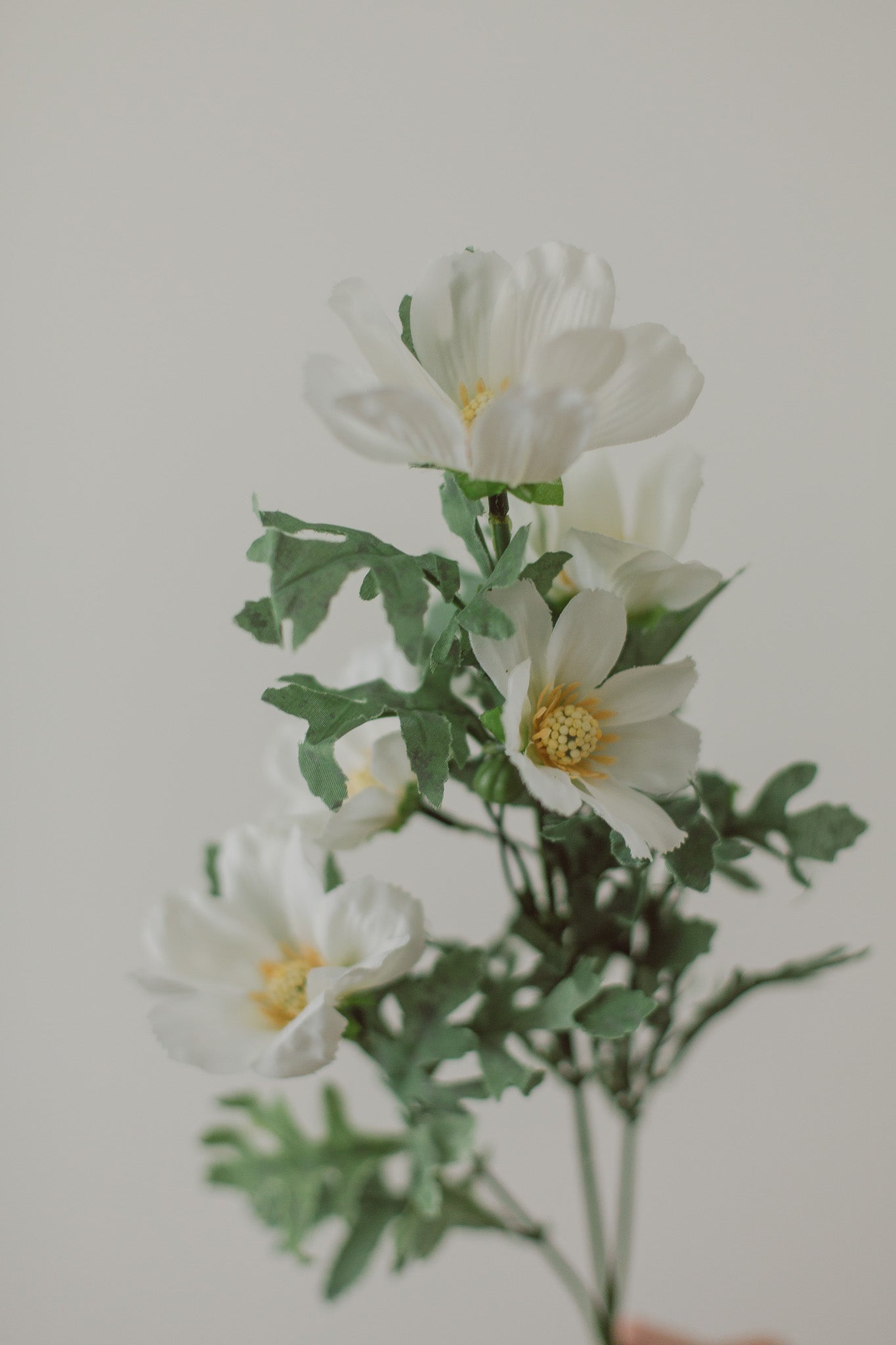 Cosmos Flowers