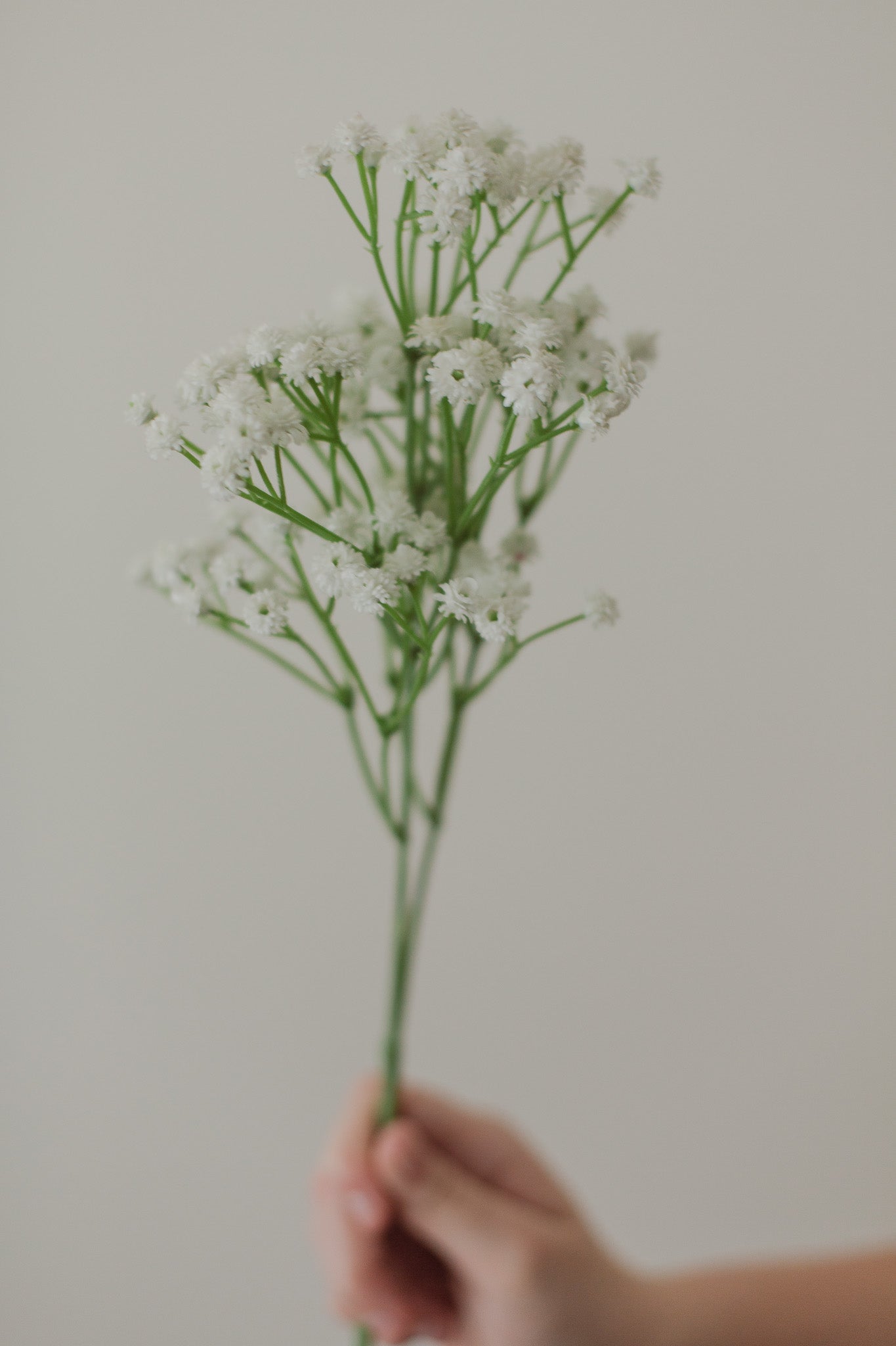 Babies Breath