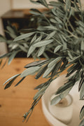 Italian Olive Stems