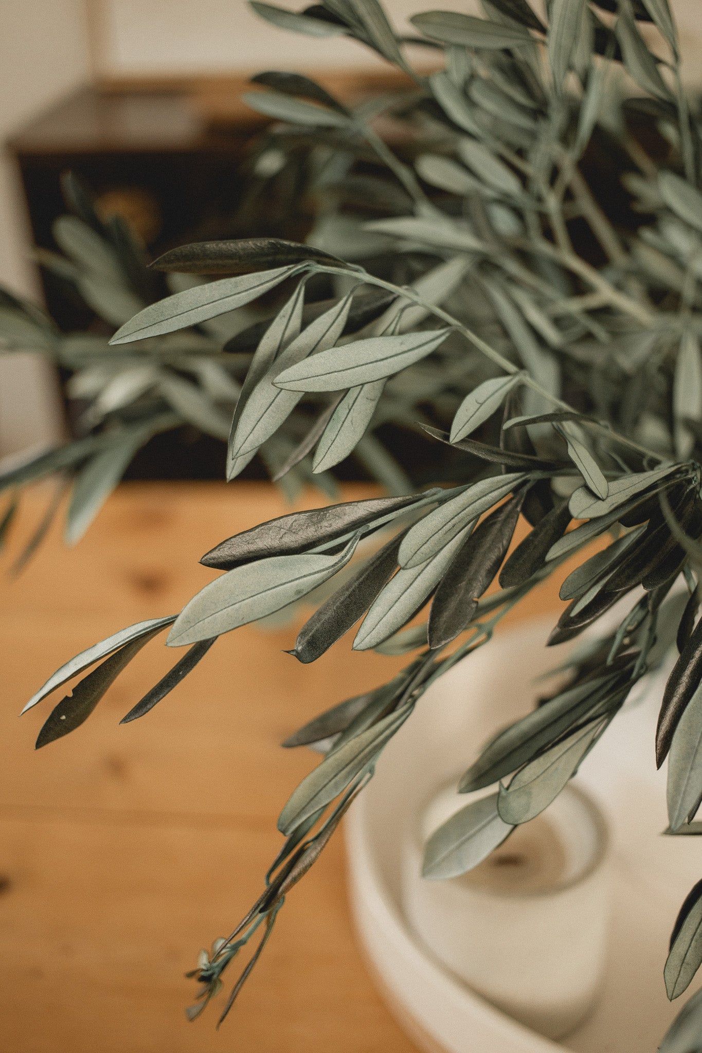 Italian Olive Stems