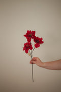 Wild Peony