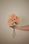 London Peony
