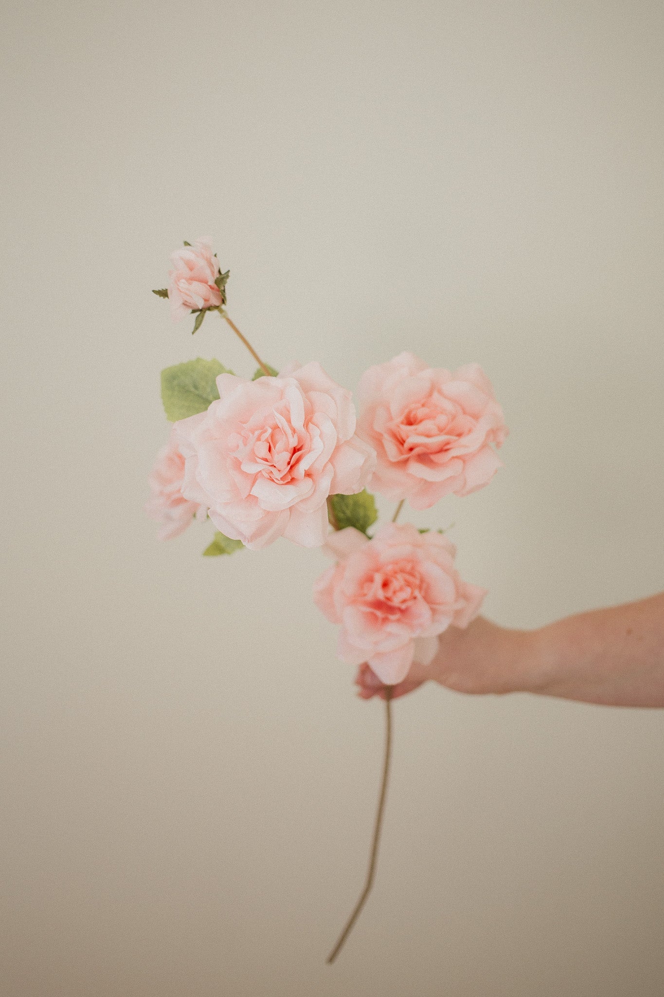 Rose Branch