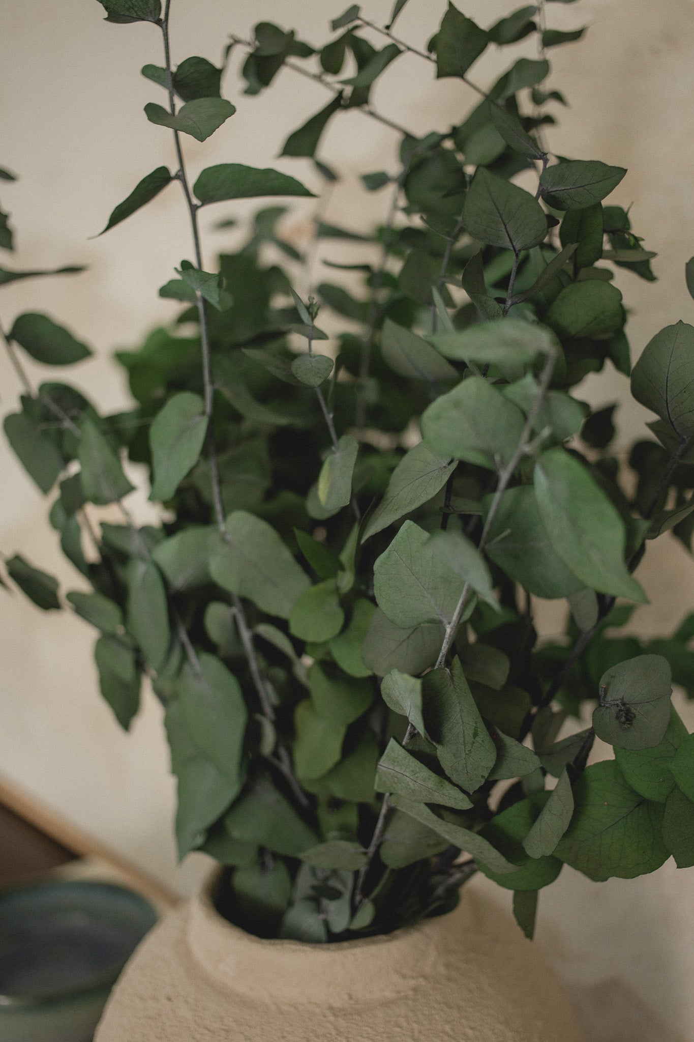 Italian Stuartana Eucalyptus