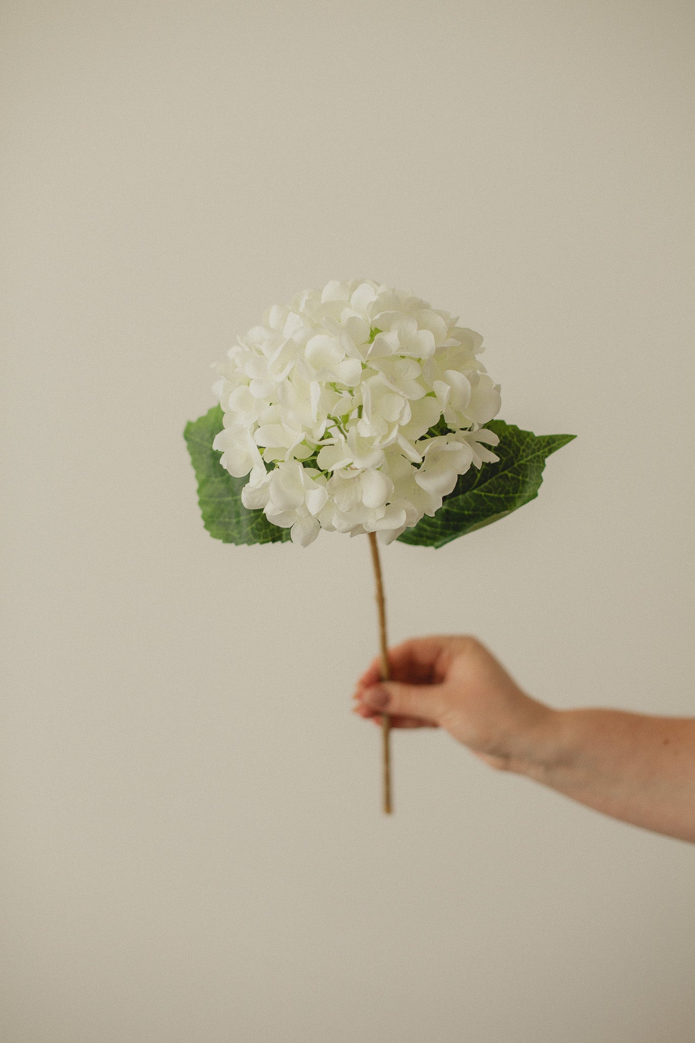 Hydrangea