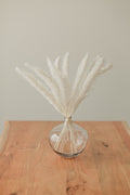 Mini Pampas