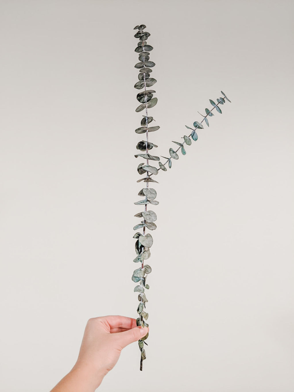 Preserved Stems - Medium